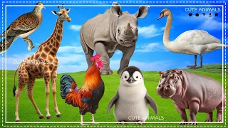 Cute Little Farm Animal Sounds - Bird, Giraffe, Chicken, Rhino, Penguin, Swan - Music For Relax