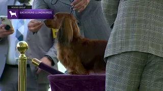 Dachshunds (Longhaired) | Breed Judging 2023