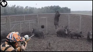 How Do American Hunters Deal With Millions Of Wild Boars And Millions Of Wild Animals By Gun