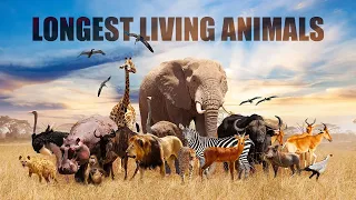 Top 10 Longest Living Animals in the World – Animal Lifespan | Amazement