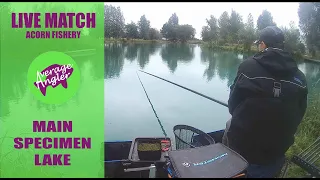 LIVE MATCH//Acorn Fishery//Main lake//Method fishing//Pole fishing