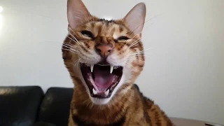 Yawn like a Bengal by Socrates