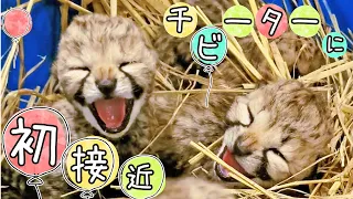 生後2日目のチーター　プルプルが止まりません。。。【千葉市動物公園】