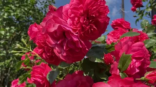 #розаРозариумЮтерсен  -устойчивая роза для средней полосы. Цветение 2020