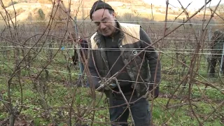 Film Les travaux de la vigne