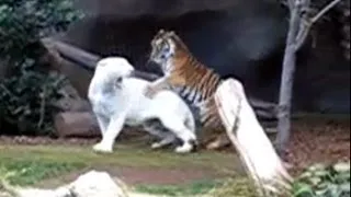 Tiger fight at Loro Paque Gran Canaria