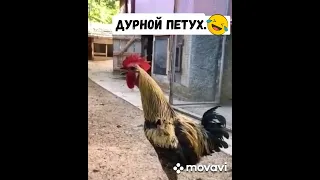 дурной петух очень смешно!