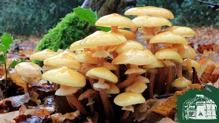 Honey Mushrooms  |  Inside with IAIS