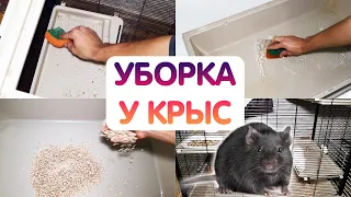 Уборка у крыс в большой клетке. Как убирать у крысы