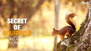 Secrets of Squirrels - हिन्दी डॉक्यूमेंट्री | Wildlife documentary movie in Hindi, Animal Planet