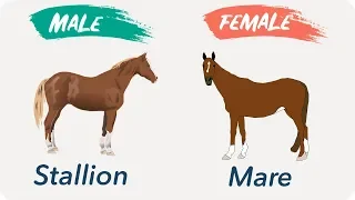 Male and Females Of Animals | Masculine and Feminine Gender of Animals