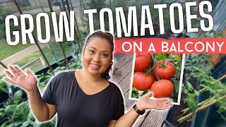 Beginner gardener tips - How to grow lots of tomatoes, not leaves 🍅🌿