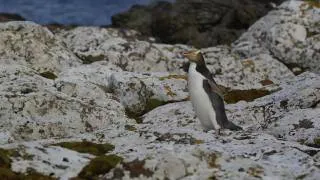 penguins and elephant seals