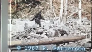 Patterson Gimlin Film Restoration & Full Speed Stabilization. Patterson Bigfoot Video Restored
