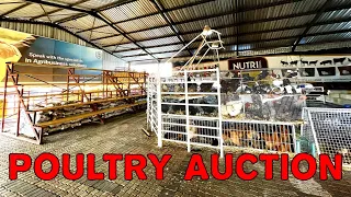 Namboer Auctioneers poultry auction in Maerua Mall, Windhoek, Namibia