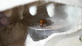 Two New Camponotus Queens