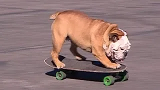 Remembering Tillman, the skateboarding bulldog