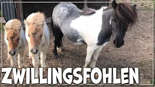 Zwillingsfohlen ♥