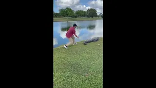 Florida golfer snatches ball from gator's tail