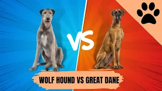 The Irish Wolfhound vs Great Dane