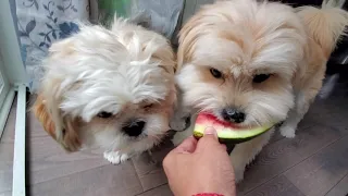 shih tzu and shih pom eating watermelon