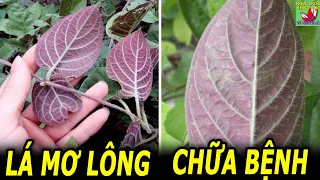 Lá mơ lông có tác dụng gì?