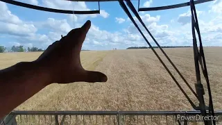 Жнива пшениці 2022