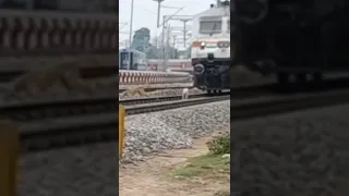 train vs dog
