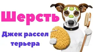 ШЕРСТЬ ДЖЕК РАССЕЛ ТЕРЬЕРА | КАК УХАЖИВАТЬ ЗА ШЕРСТЬЮ | ВИДЫ ШЕРСТИ ДЖЕК РАССЕЛ ТЕРЬЕРА