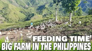 Beautiful View FEEDING TIME Big Farm In The Philippines | Battlecity Farm