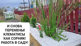 И СНОВА ПЕРЕМЕНЫ! КЛЕМАТИСЫ, КАК СОРНЯК! РАБОТА В САДУ!