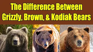 Difference Between Grizzly Bears, Brown Bears, and Kodiak Bears - Alaska Bears