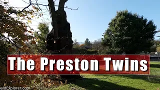 The Preston Twins - The Oldest Elm Trees in Britain.