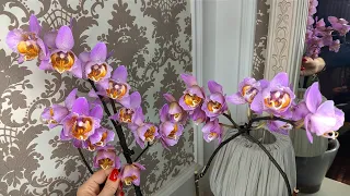 Нюансы для лучшей работы коры в горшках с орхидеей