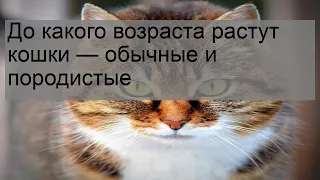 До какого возраста растут кошки — обычные и породистые