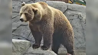 Я мстю, и мстя моя страшна! ❤️🐻🙃 Медведь Мансур