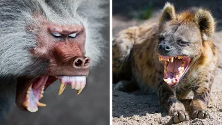 Most DANGEROUS Animals In Africa!