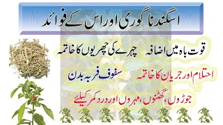 Asgand nagori ke fayde in urdu / Ashwagandha benefits for human / Withania somnifera / Winter cherry