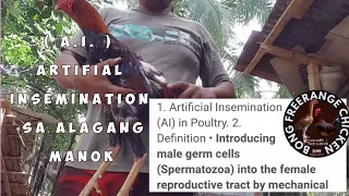 Artificial Insemination sa alagang manok