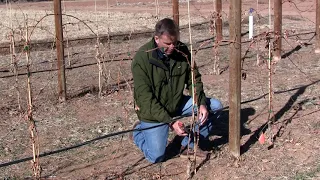 Pruning Grapevine after First Year