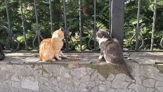 Street cats are so funny.