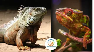 Iguana  videos - 15 most beautiful iguanas in the world