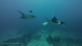 A Taste of the Socorro Islands