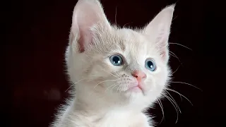 Funny Cats 🐈 and Dog 🐕 Videos | Wanna Feel Happy All Day Long Watch These Adorable Pets 🥰