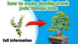 how to make Jade plant bonsai for cutting |jade bonsai | dwarf jade bonsai tree| jade plant bonsai