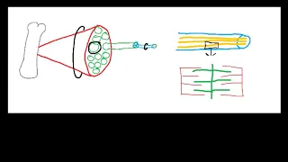 Overview of skeletal muscle structure