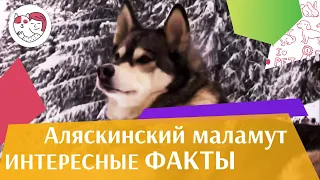 Аляскинский маламут   Интересные  факты на iLikePet