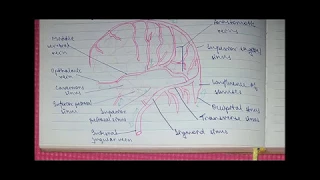 Venous Sinuses of the Dura Mater