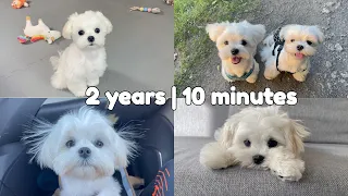 MY DOGS 2 YEARS IN 10 MINUTES ❤️ CUTEST MOMENTS #maltese #puppy