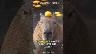 Capybara The Friendliest Animal On Earth!